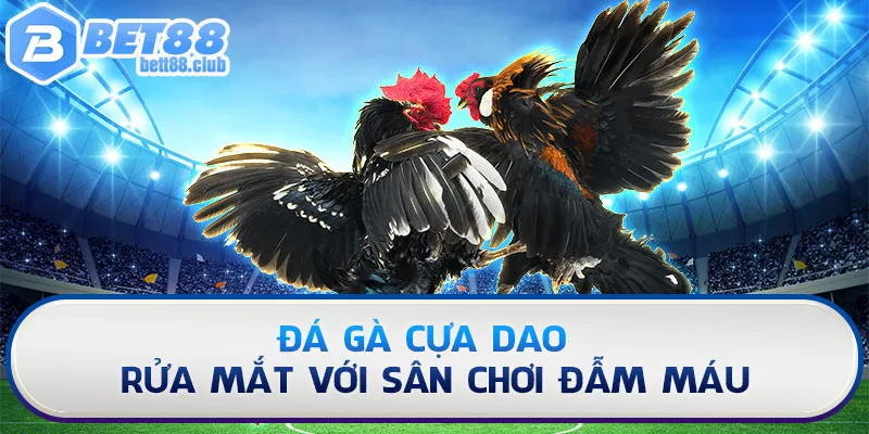 Đá gà cựa dao - Rửa mắt với sân chơi đẫm máu