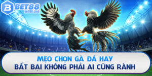 Mẹo Chọn Gà Đá Bất Bại Không Phải Ai Cũng Rành