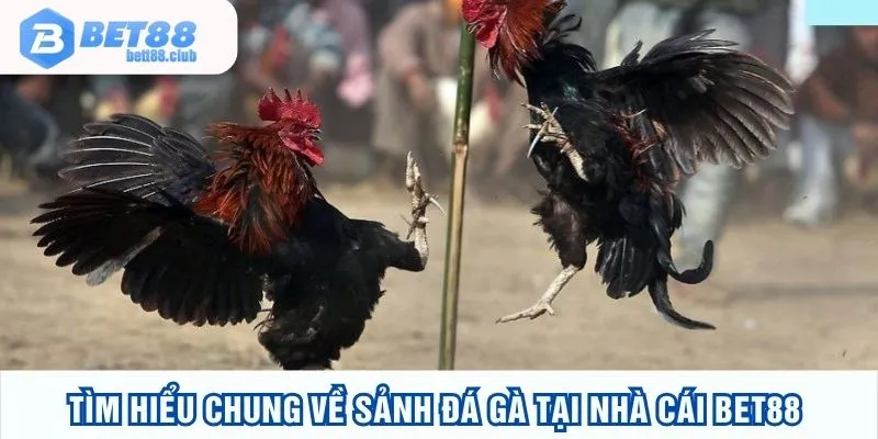 Tìm hiểu chung về sảnh chơi đá gà tại BET88