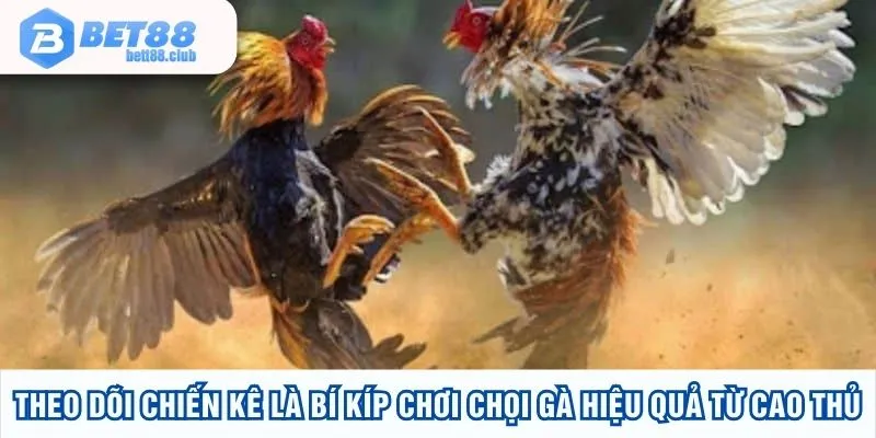 Theo dõi chiến kê là bí kíp chơi chọi gà hiệu quả từ cao thủ
