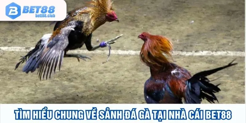 Đá gà BET88 cựa sắt thu hút nhiều thành viên tham gia đặt cược