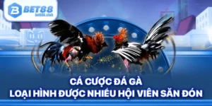 Cá Cược Đá Gà - Loại Hình Được Nhiều Hội Viên Bet88 Săn Đón