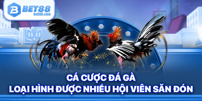 Cá Cược Đá Gà - Loại Hình Được Nhiều Hội Viên Bet88 Săn Đón