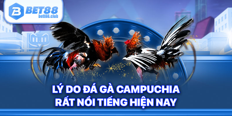 Lý do đá gà Campuchia rất nổi tiếng hiện nay