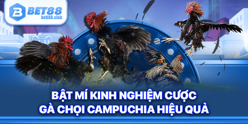 Bật mí kinh nghiệm cược gà chọi Campuchia hiệu quả