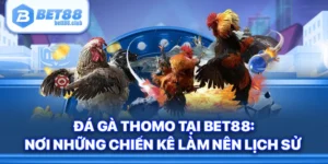 Đá gà Thomo Tại Bet88: Nơi Những Chiến Kê Làm Nên Lịch Sử