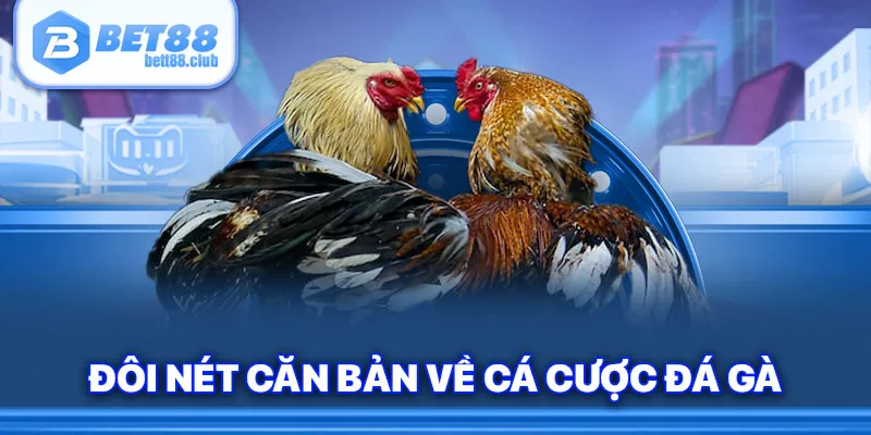 Đôi nét căn bản về cá cược đá gà