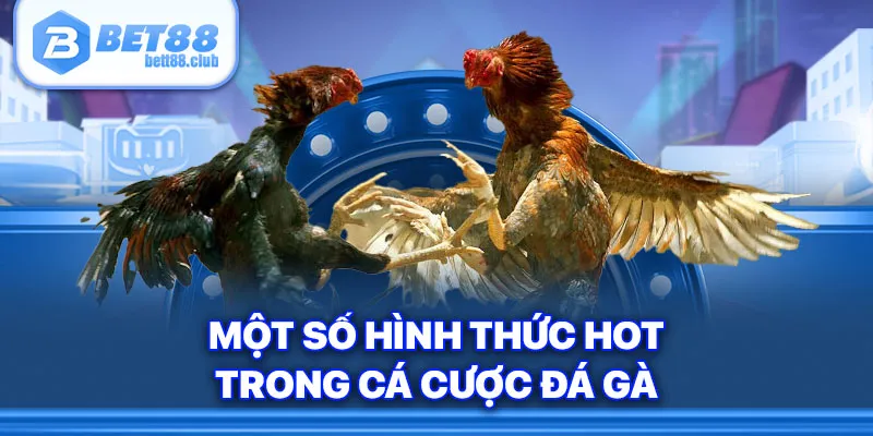 Một số hình thức hot trong cá cược đá gà