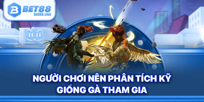Người chơi nên phân tích kỹ giống gà tham gia