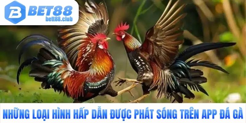 Những loại hình hấp dẫn được phát sóng trên app đá gà 
