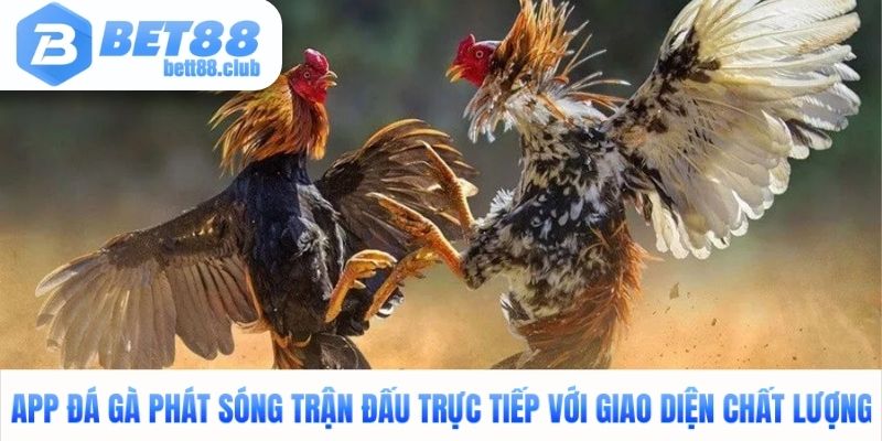 App đá gà phát sóng trận đấu trực tiếp với giao diện chất lượng